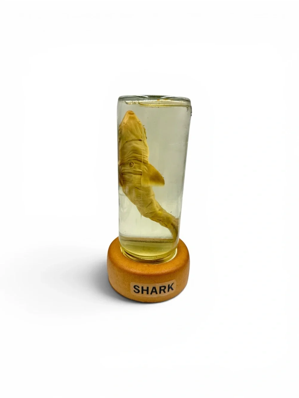 Vintage Y2K Wet Specimen Shark Baby Skark Wet Specimen Taxidermy Oddities Oddity